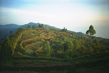 Songan Batur Bali rim fields
