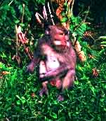 Sulawesi baboon