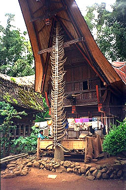 Toraja Scenery horns