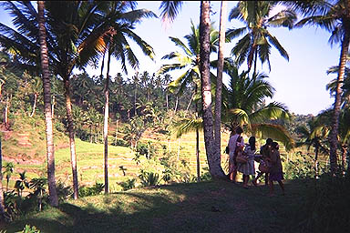 Bali Bali Bali Bali Bali Bali Bali Bali over the valley