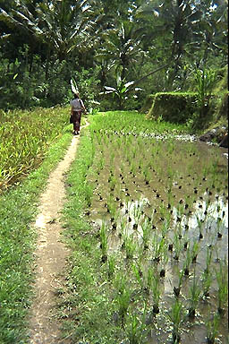 Bali Bali Bali Bali Bali Bali Bali Bali paddy path