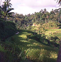 Bali Bali Bali Bali Bali Bali Bali Bali ricefields 