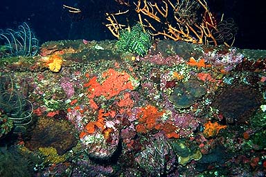 Tulamben Liberty Shipwreck coral