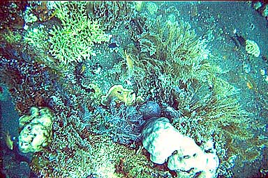 Tulamben Liberty Shipwreck coral 