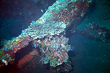 Tulamben Liberty Shipwreck coral 