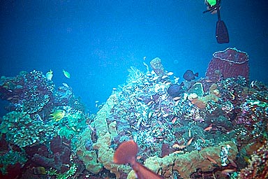 Tulamben Liberty Shipwreck coral 