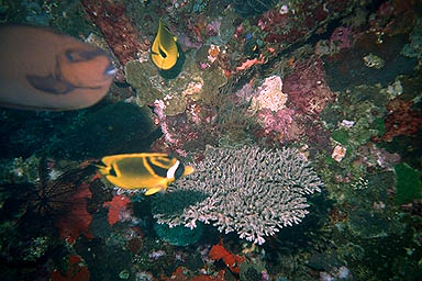 Tulamben Liberty Shipwreck fish