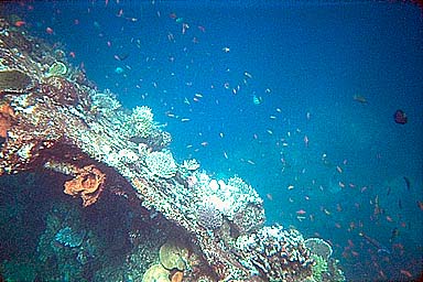 Tulamben Liberty Shipwreck fish on edge