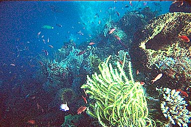 Tulamben Liberty Shipwreck wildlife