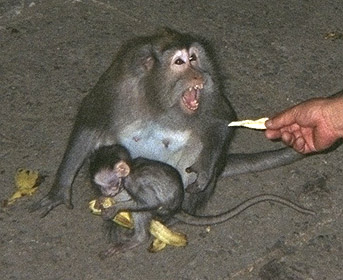 Ubud monkey 