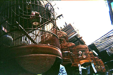 Hong Kong bird market 