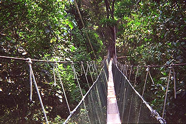 Teman Negara canopy