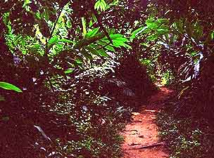 Teman Negara jungle path