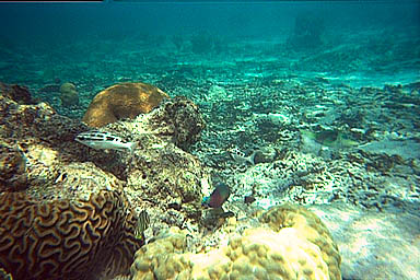 Tioman bottom 