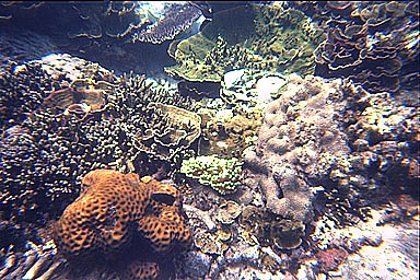 Tioman coral