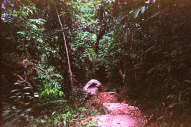 Tioman jungle path