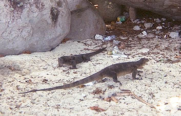 Tioman lizards