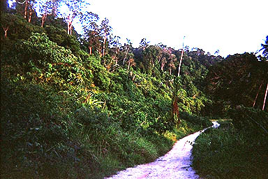 Tioman path 