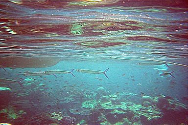 Tioman pencilfish