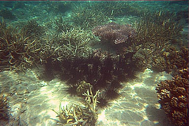 Tioman sea urchins