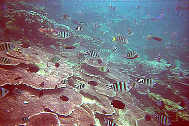 Tioman striped fish 