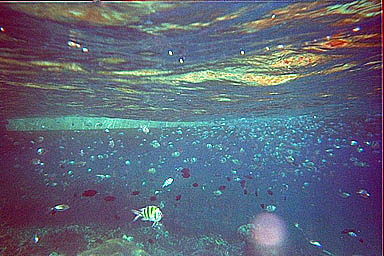 Tioman under surface