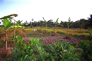 Lake Poso field