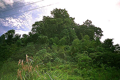 Lake Poso forest