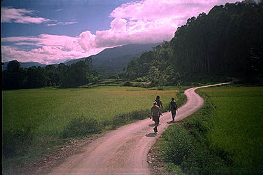 Toraja Scenery country road