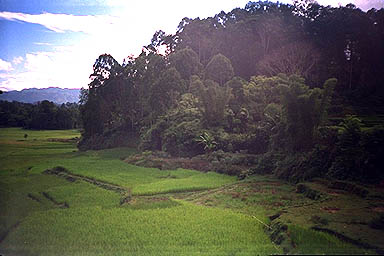 Toraja Scenery field & forest
