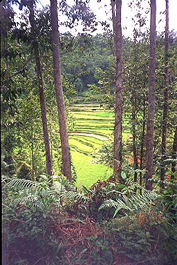 Toraja Scenery forest & field