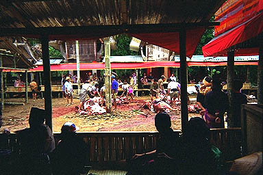 Toraja sacrifice 