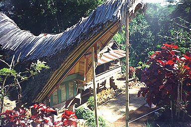 Toraja Scenery toraja roof